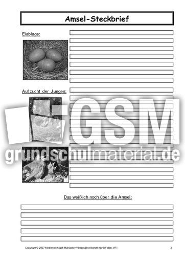 Amsel-Steckbrief-C-SW-3.pdf